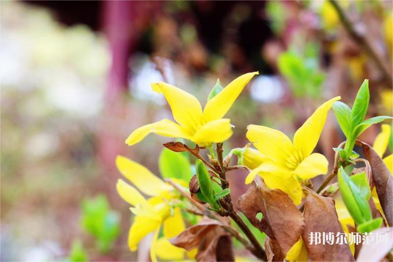 吉林師范大學(xué)博達(dá)學(xué)院2023年怎么樣、好不好