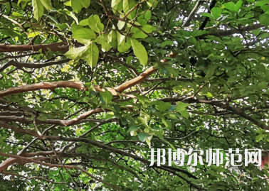 湖南師范大學(xué)2023年報(bào)名條件、招生要求、招生對(duì)象