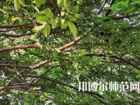 湖南師范大學(xué)2023年報(bào)名條件、招生要求、招生對(duì)象
