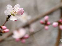 成都錦城師范學(xué)院2023年學(xué)費(fèi)、收費(fèi)多少